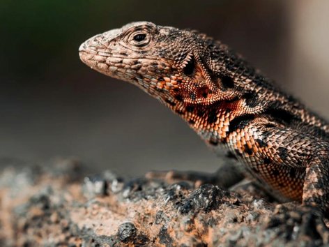 Lizard in the Galápagos Islands