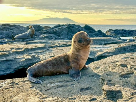 Baby seal in the Galápagos Islands