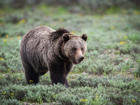 Grizzly bear in Grand Teton National Park