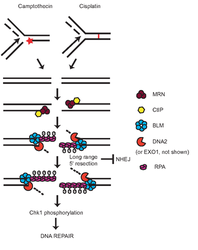 Campbell Research Image
