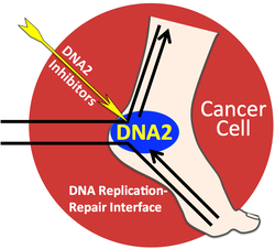 Campbell Research Image