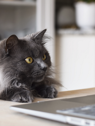 Stock photo of a cat playing with a laptop.