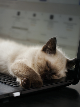 Stock photo of a cat playing with a laptop.