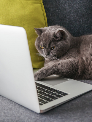 Stock photo of a cat playing with a laptop.
