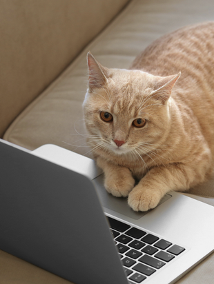 Stock photo of a cat playing with a laptop.