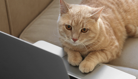 Stock photo of a cat playing with a laptop.