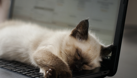Stock photo of a cat playing with a laptop.