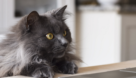 Stock photo of a cat playing with a laptop.