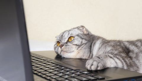 Stock photo of a cat playing with a laptop.
