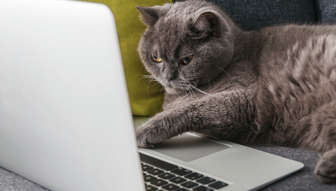Stock photo of a cat playing with a laptop.
