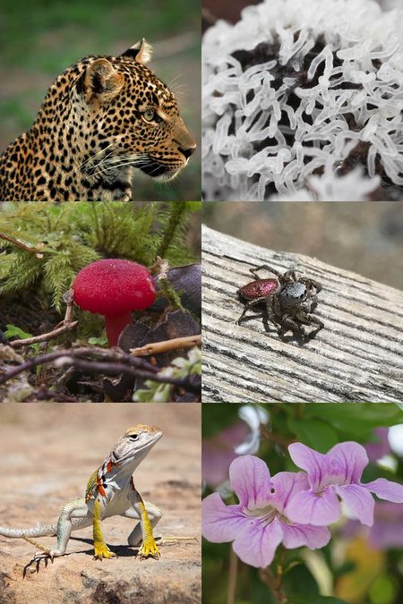 Creature Catalog