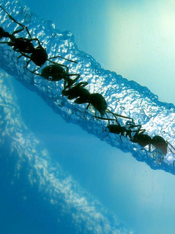 Ants