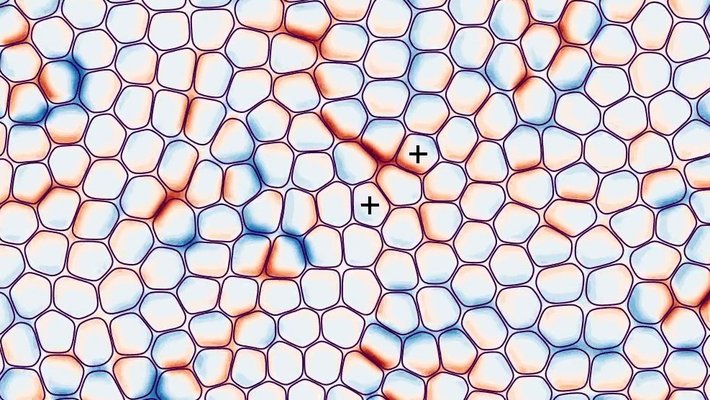 Model illustrating how cells exert pressure on one another, leading to extrusion.