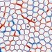 Model illustrating how cells exert pressure on one another, leading to extrusion.
