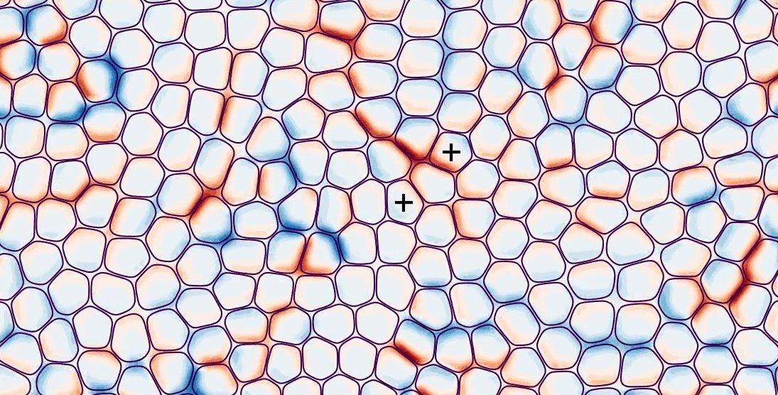 Model illustrating how cells exert pressure on one another, leading to extrusion.