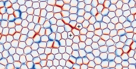 Model illustrating how cells exert pressure on one another, leading to extrusion.