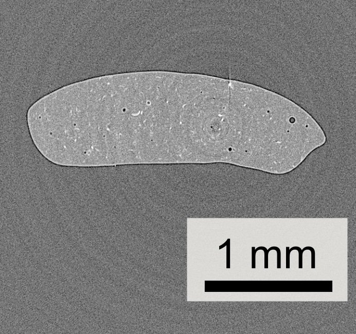 The cross-section of a shape memory polymer (grey area) embedded with glass microspheres (black dots). This image was captured using X-ray tomography.