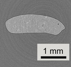 The cross-section of a shape memory polymer (grey area) embedded with glass microspheres (black dots). This image was captured using X-ray tomography.