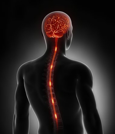 Spinal cord