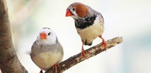 Zebra finches