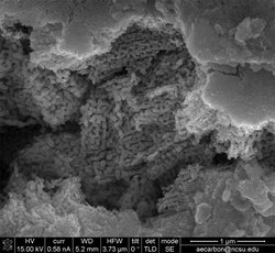 Scanning electron microscope image of nanoporous copper-zinc used as a catalyst for the electrochemical reduction of carbon dioxide