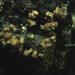 Adkins Coral Anemone
