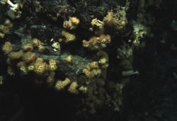 Adkins Coral Anemone