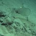 Adkins sea squirt