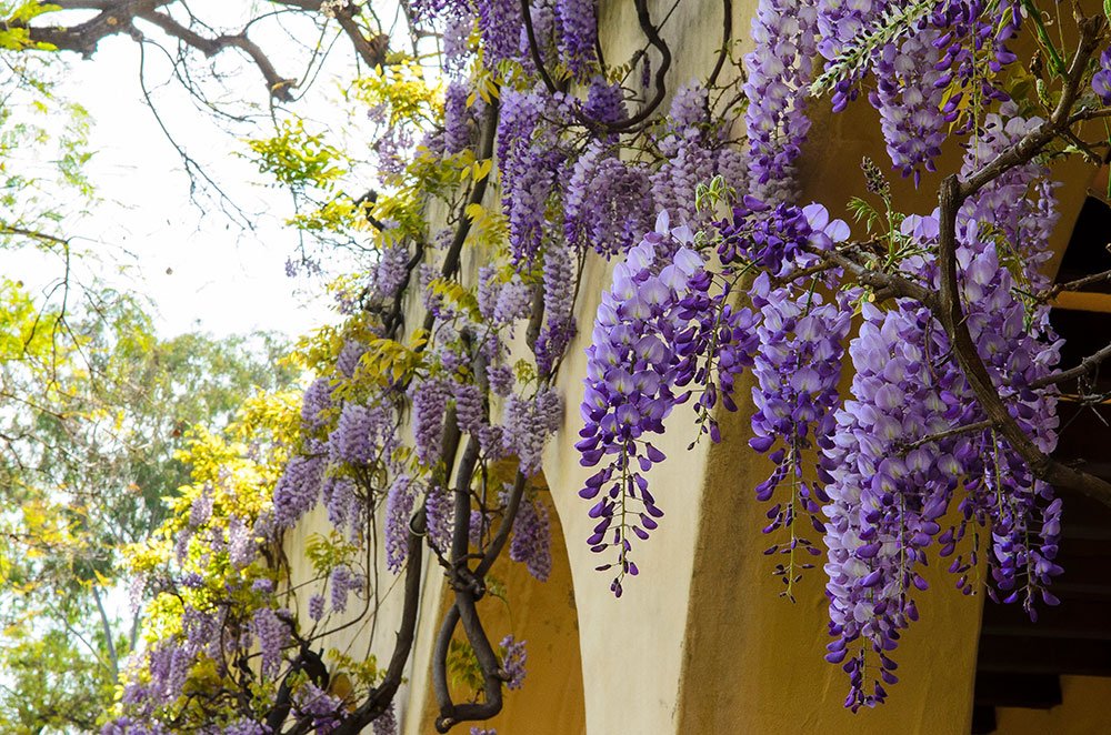 photo of wistaria on Arms Laboratory at Caltech