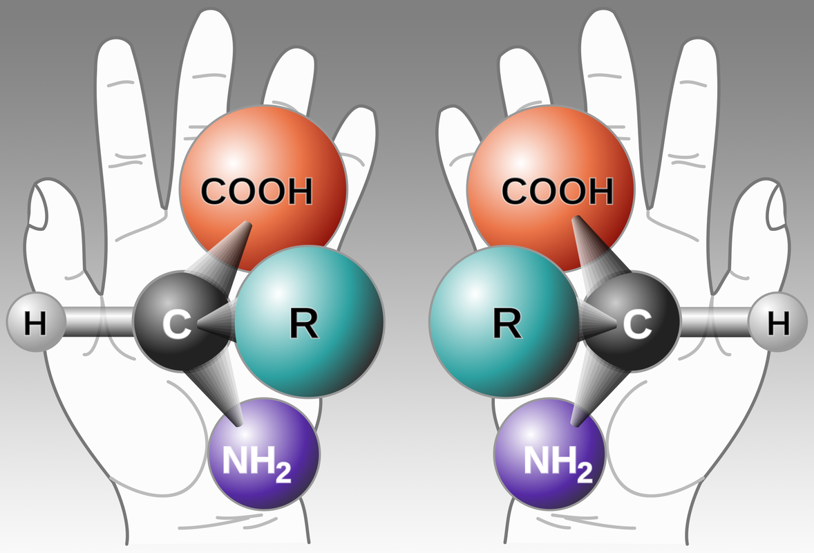 A diagram showing an amino acid in both left-handed and right-handed forms, superimposed over left and right hands.