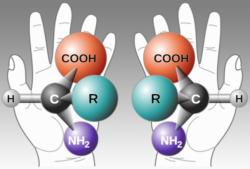 A diagram showing an amino acid in both left-handed and right-handed forms, superimposed over left and right hands.