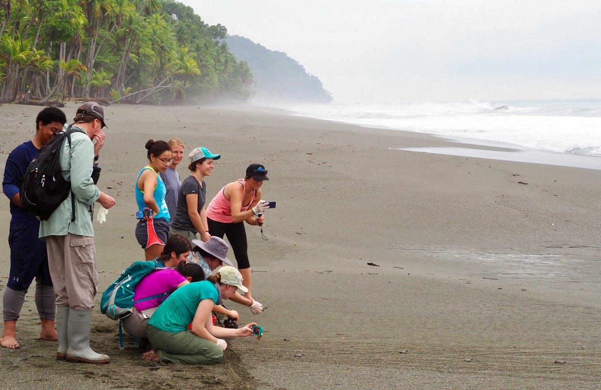 In Costa Rica, students take pictures of baby green sea turtles making their way to the ocean. 