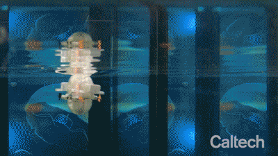 CARL-bot GIF