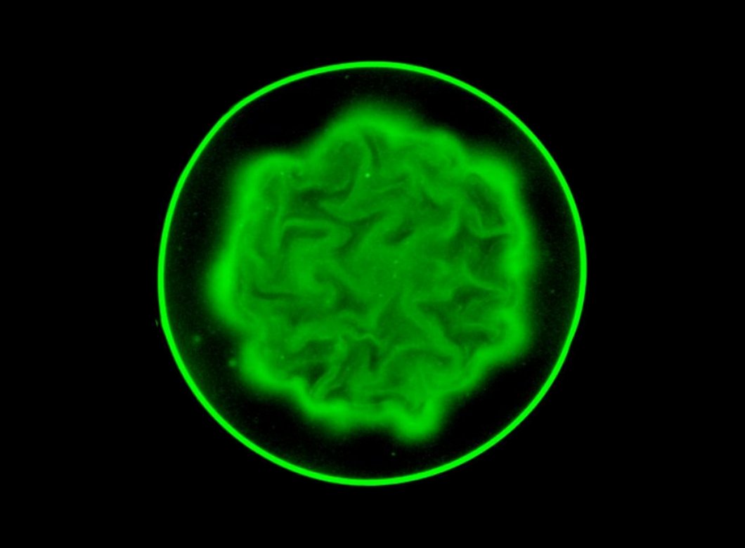 a fluorescent green core of bacteria featuring brain-like folds surrounded by blackness within a thin fluorescent green circular outline