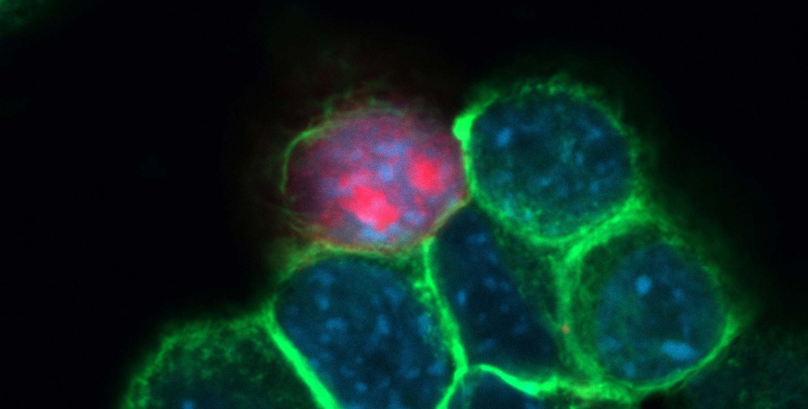 Cells