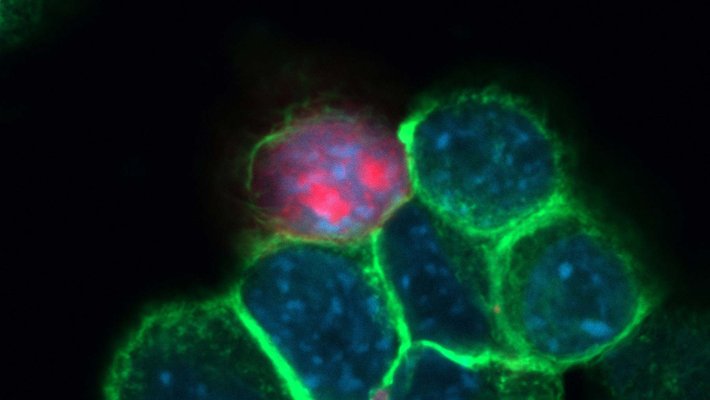 Cells