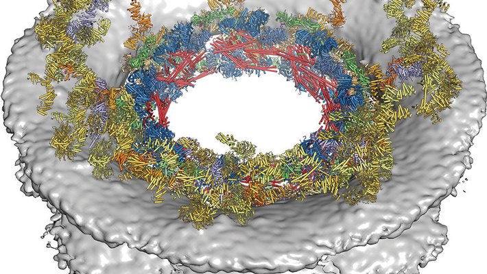 composite structure of the symmetric core of the nuclear pore complex