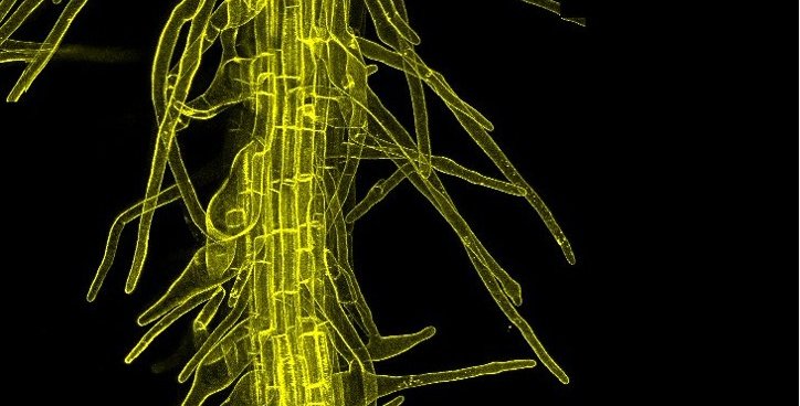 A glowing yellow tubular structure on black background