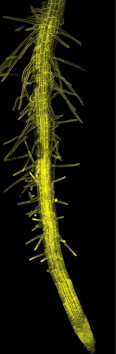 A glowing yellow tubular structure on black background