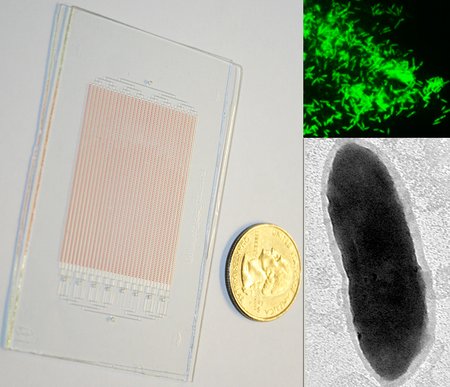 glass SlipChip for growing microbes, shown next to a US quarter