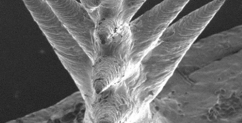 Hydrogel tree