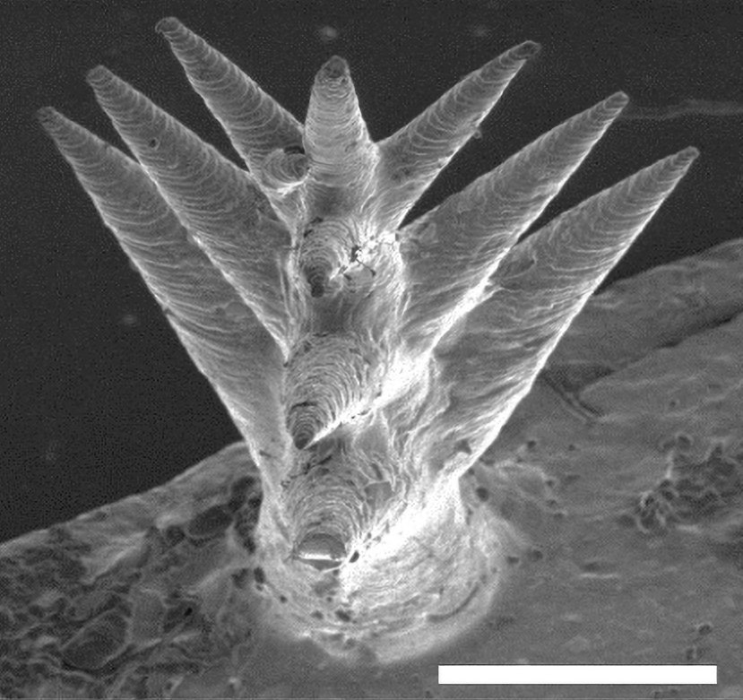 Hydrogel tree