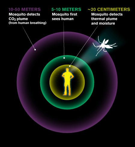 Mosquito Detection Diagram