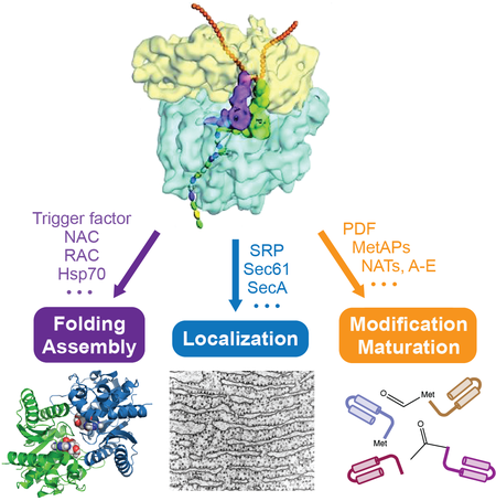 Figure illustrating a protein being synthesized, assembled, localized, and fully matured.