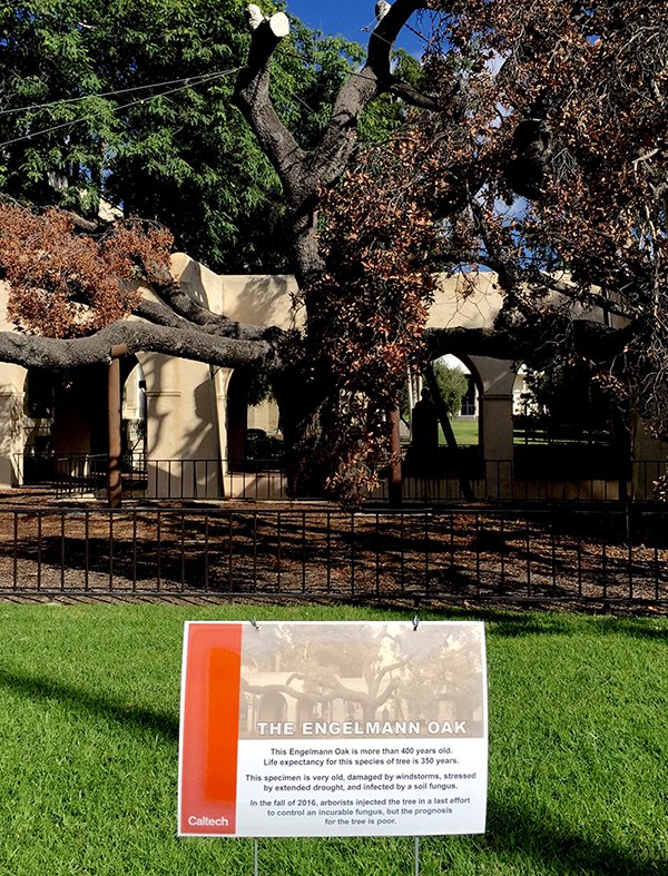 photo of Caltech's Engelmann oak tree