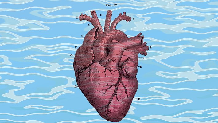 A picture of the human heart in the style of annotated anatomy drawings