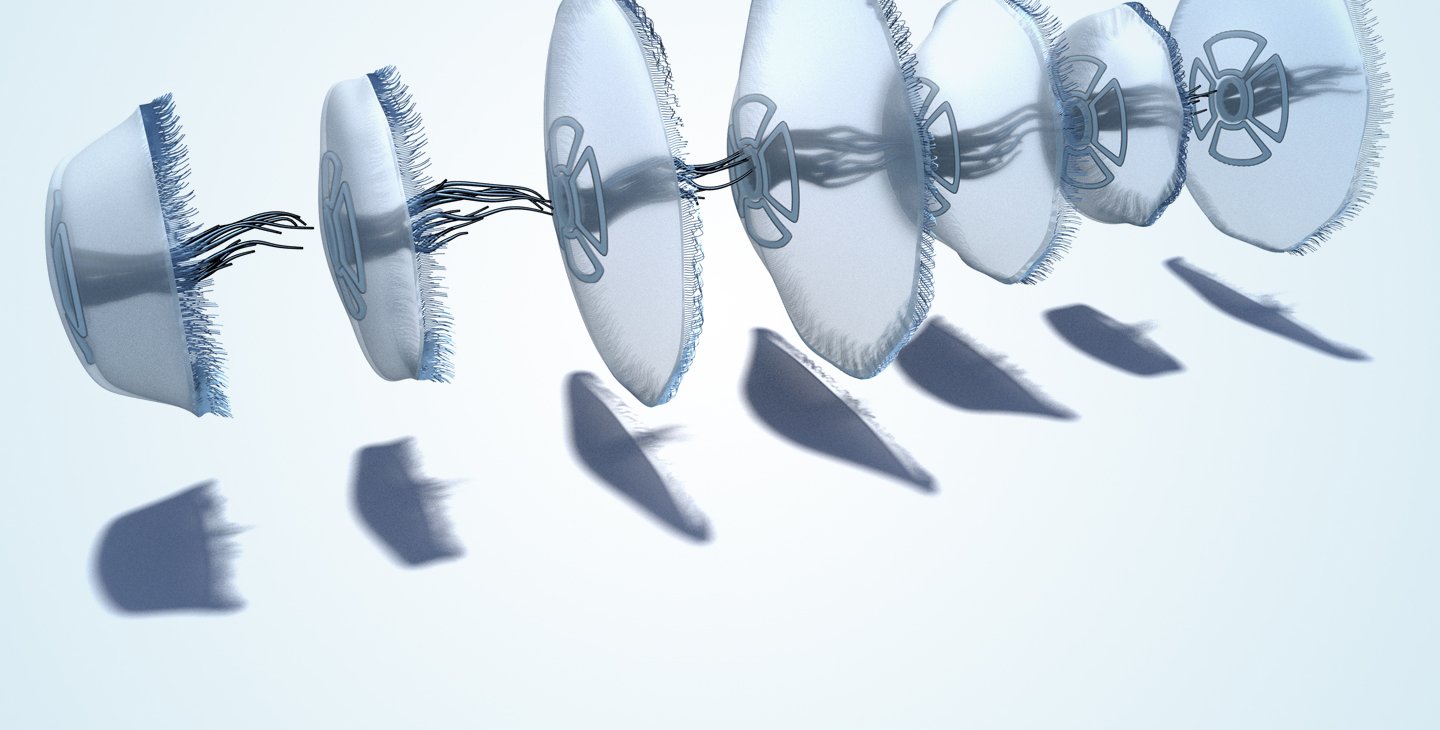 A computer generated image of a jellyfish at several stages of its swimming motion.