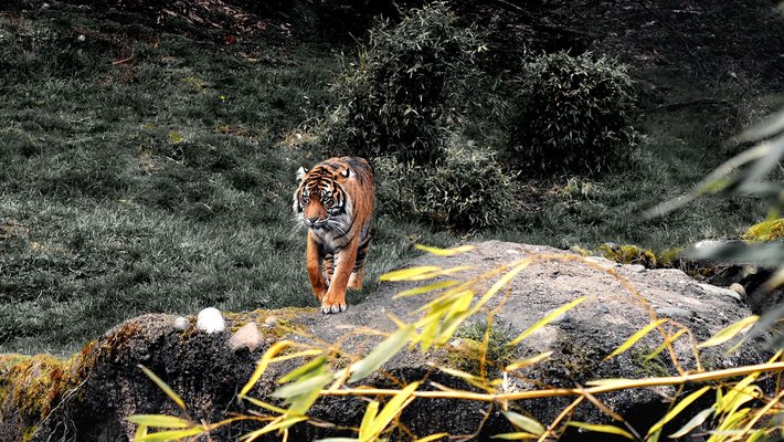 Picture of a tiger