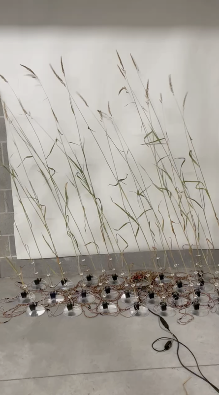 grass stalks of "tele-present wind" are attached to mechanical tilting devices that move in response to Martian wind data.